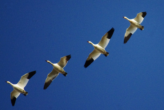 Migrations